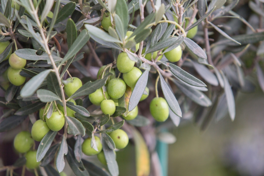 Derik  Halhalı Kırma Zeytin 1 kg